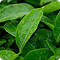 Tè verde