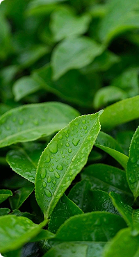 Tè verde