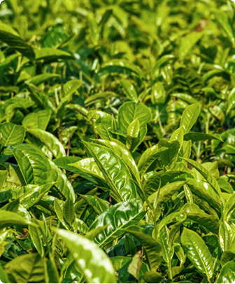 Estratto di tè verde