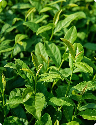L-teanina